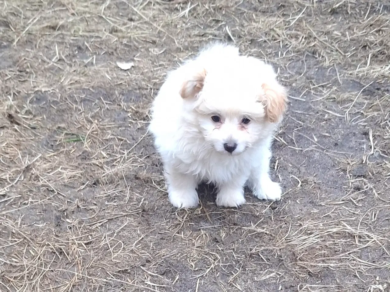 Billede 15 - Pompoo hvalpe 1 drenge klar nu