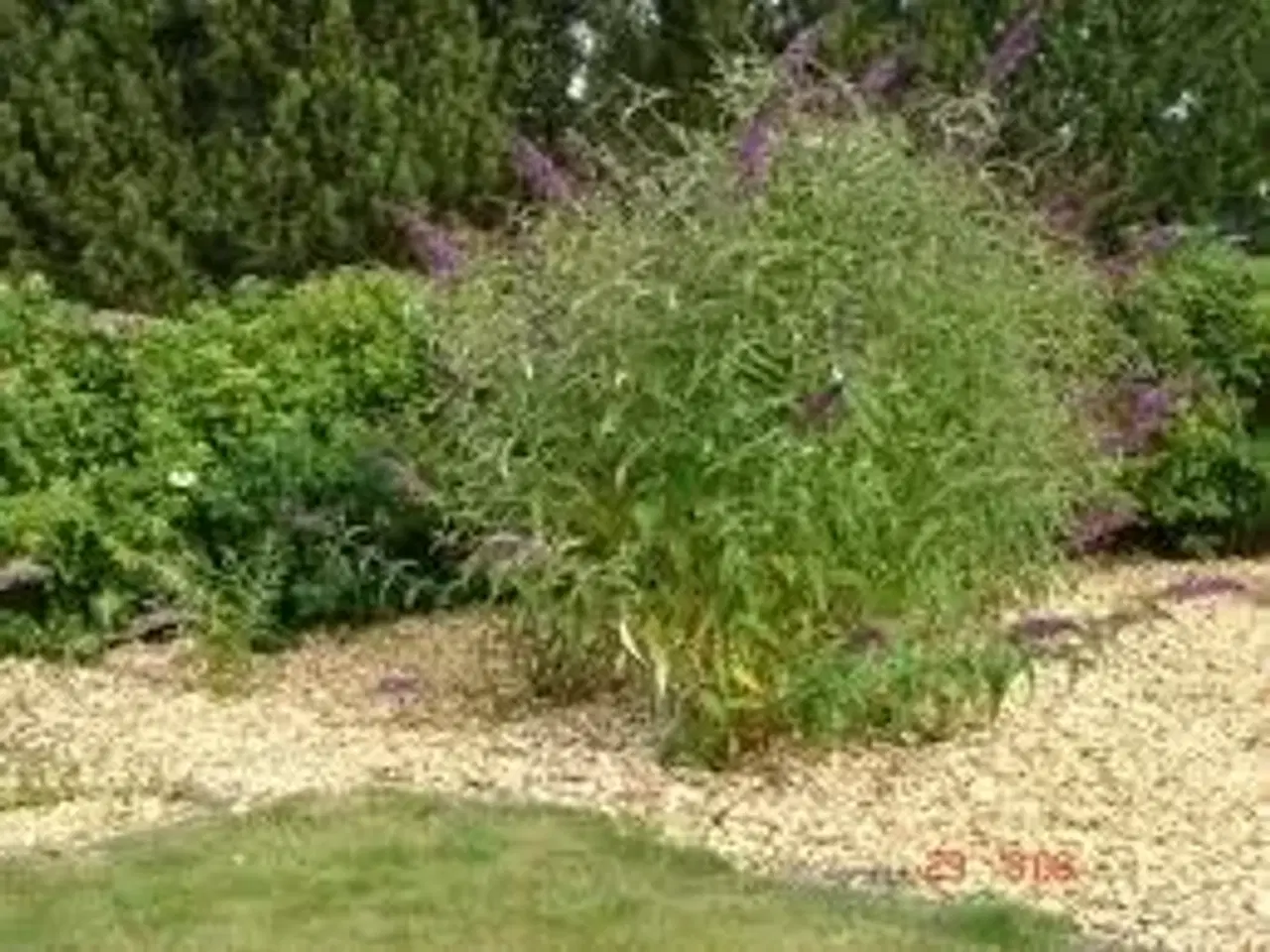 Billede 3 - Træflis