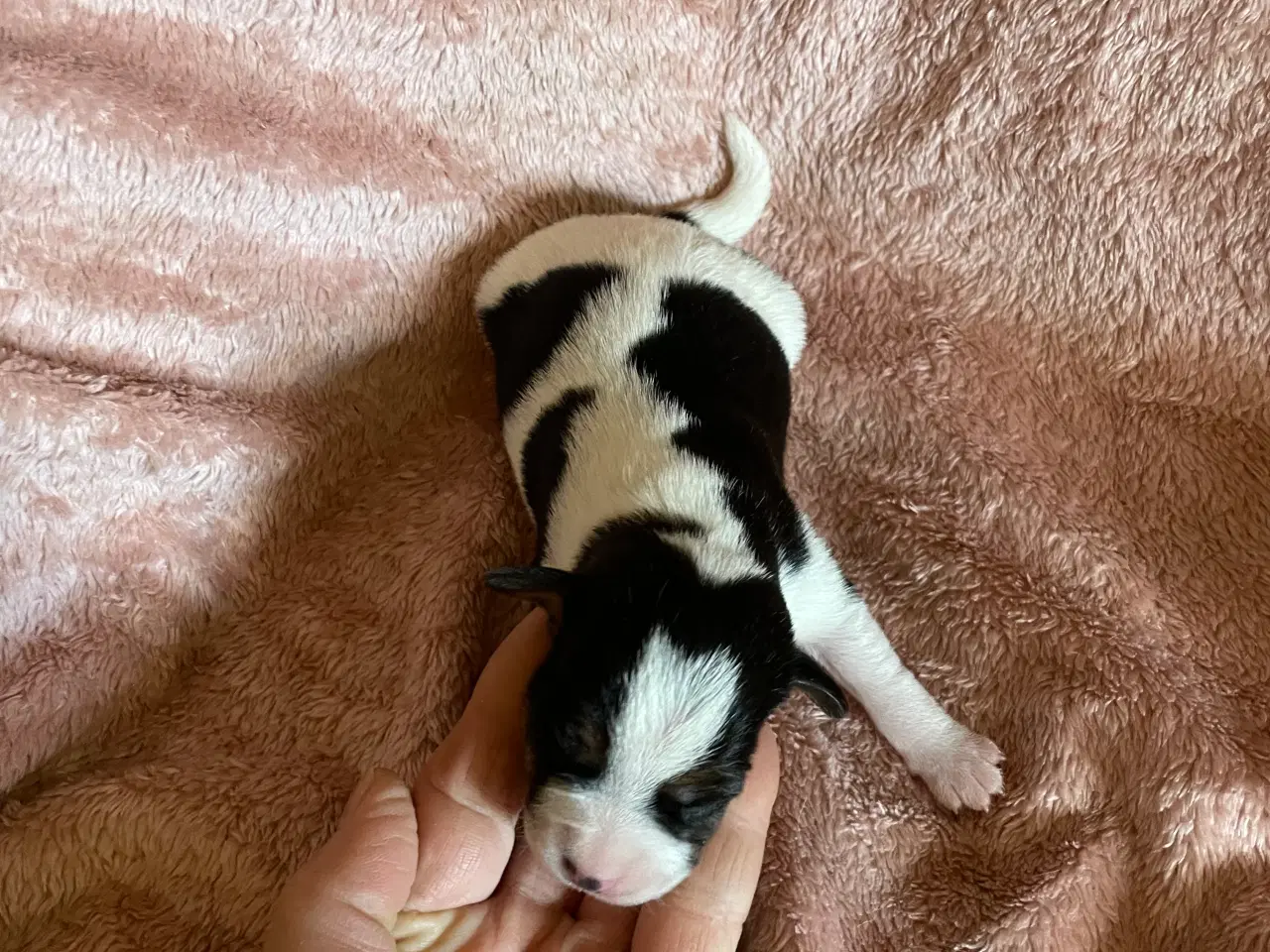 Billede 6 - Dansksvensk gårdhunde hvalpe 