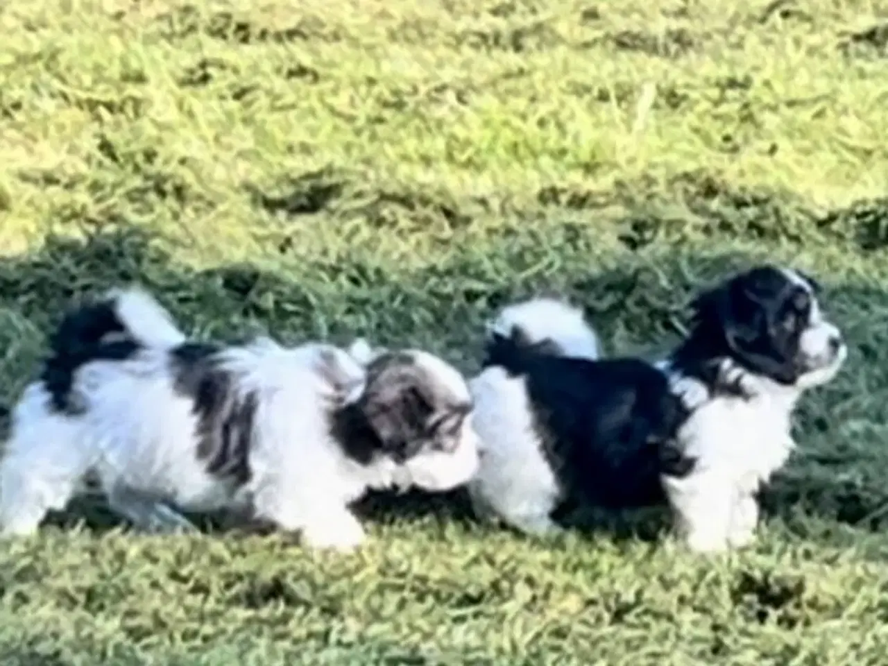 Billede 10 - Allergivenlig Shih Tzu / Bichon Havanais