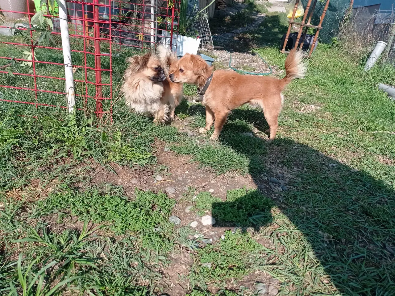 Billede 2 - Carlo - Aktiv glad dreng