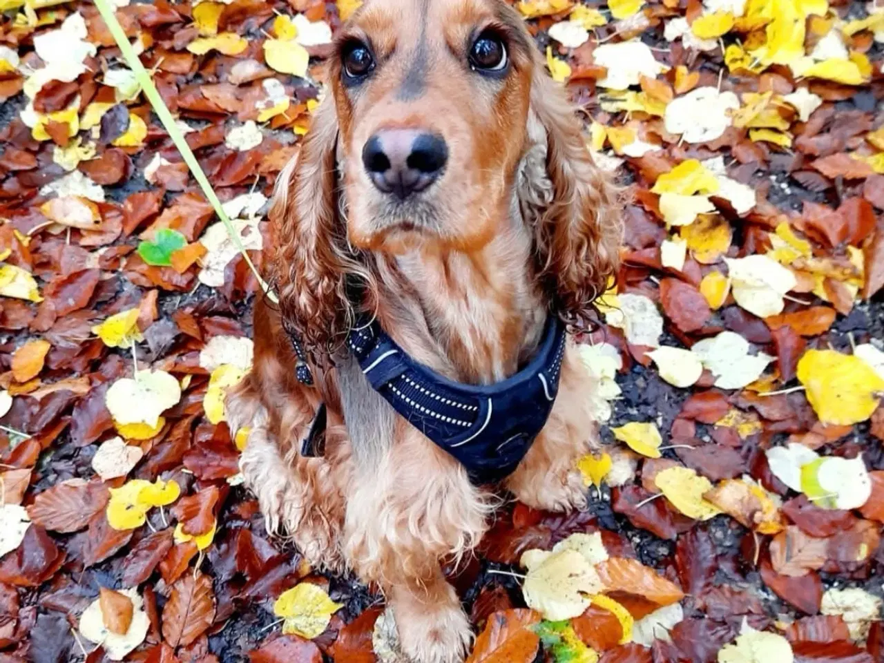 Billede 2 - Dejlig Cocker tæve