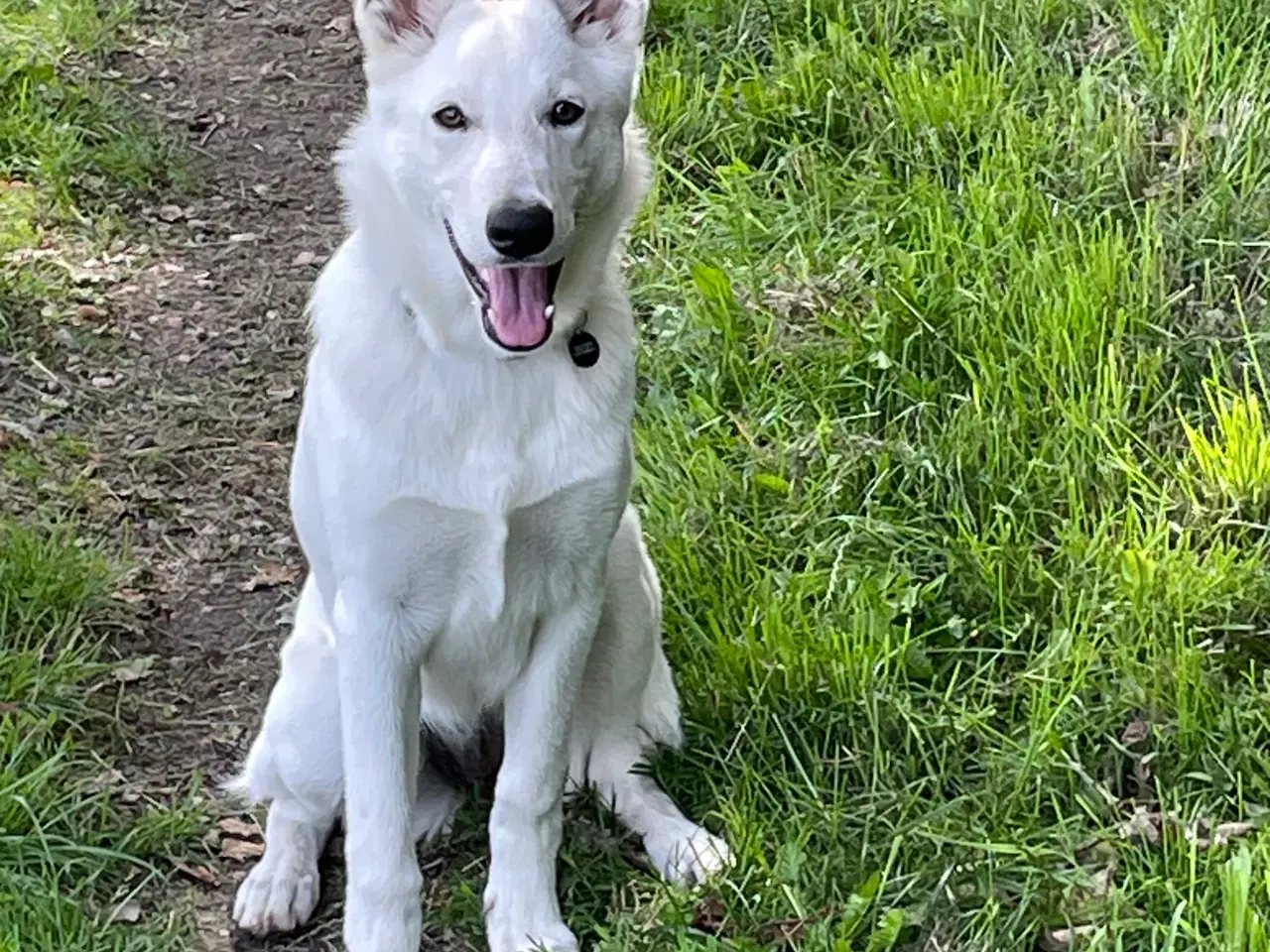 Billede 9 - schweizisk hyrdehund (hvid schæfer)2,5 år 
