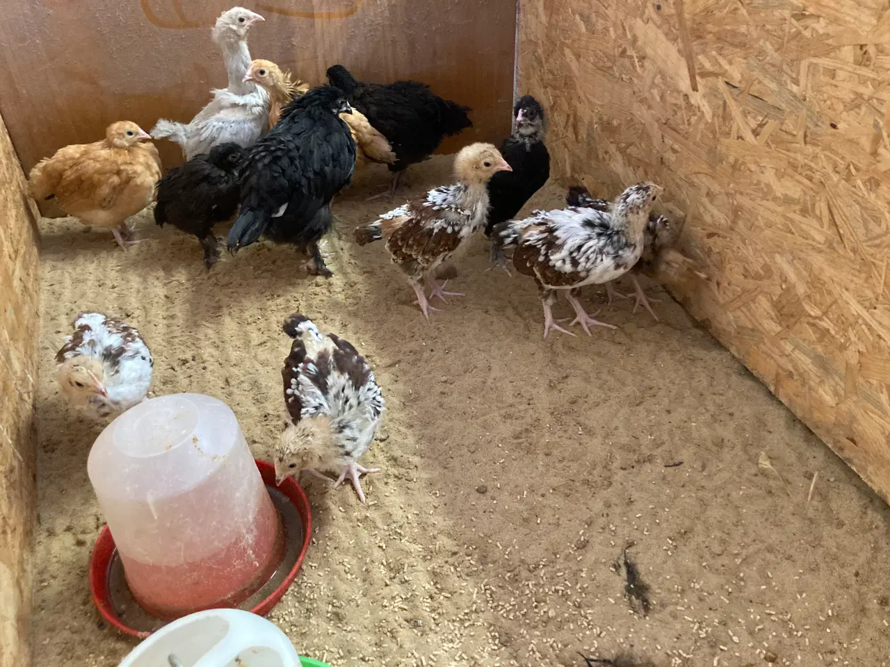 Billede 5 - Kyllinger fra race høns