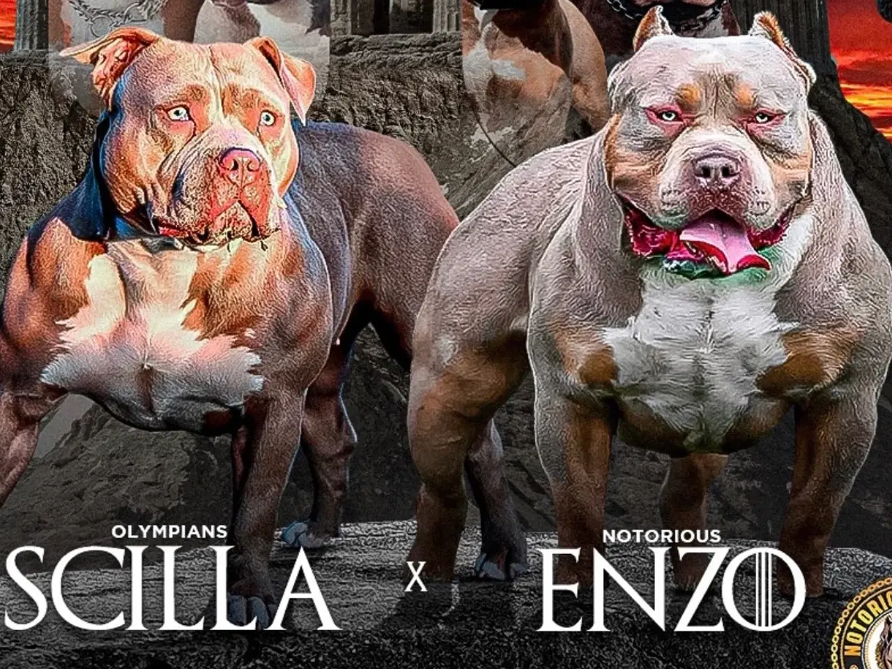 Billede 4 - American Bully XL