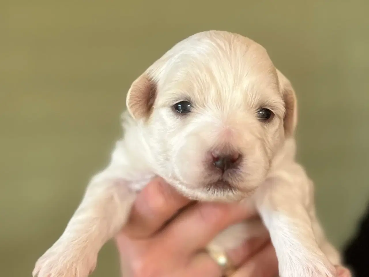 Billede 5 - Coton De Tulear 