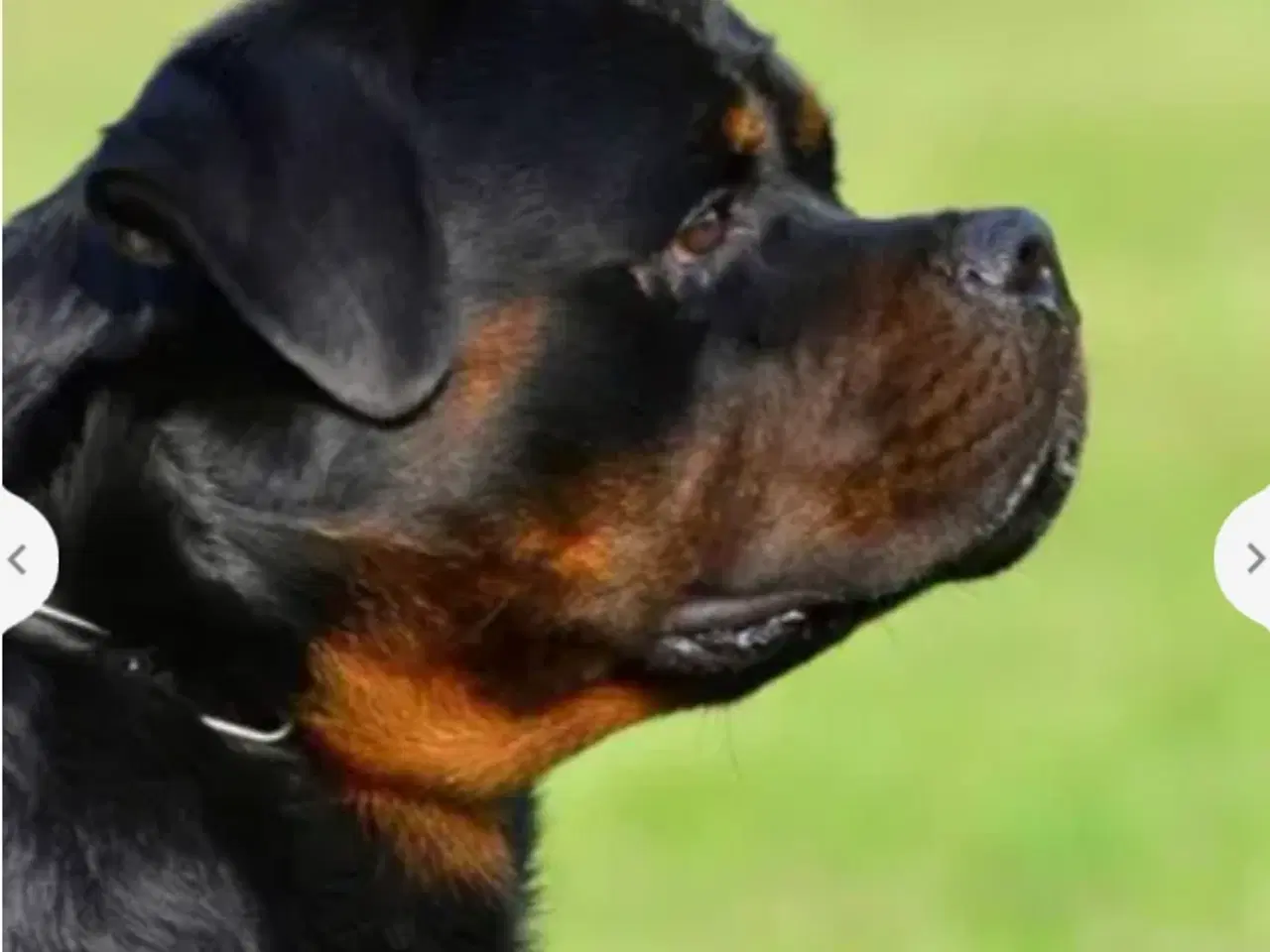 Billede 3 - 5 mdr rottweiler hanner af den gl tunge type