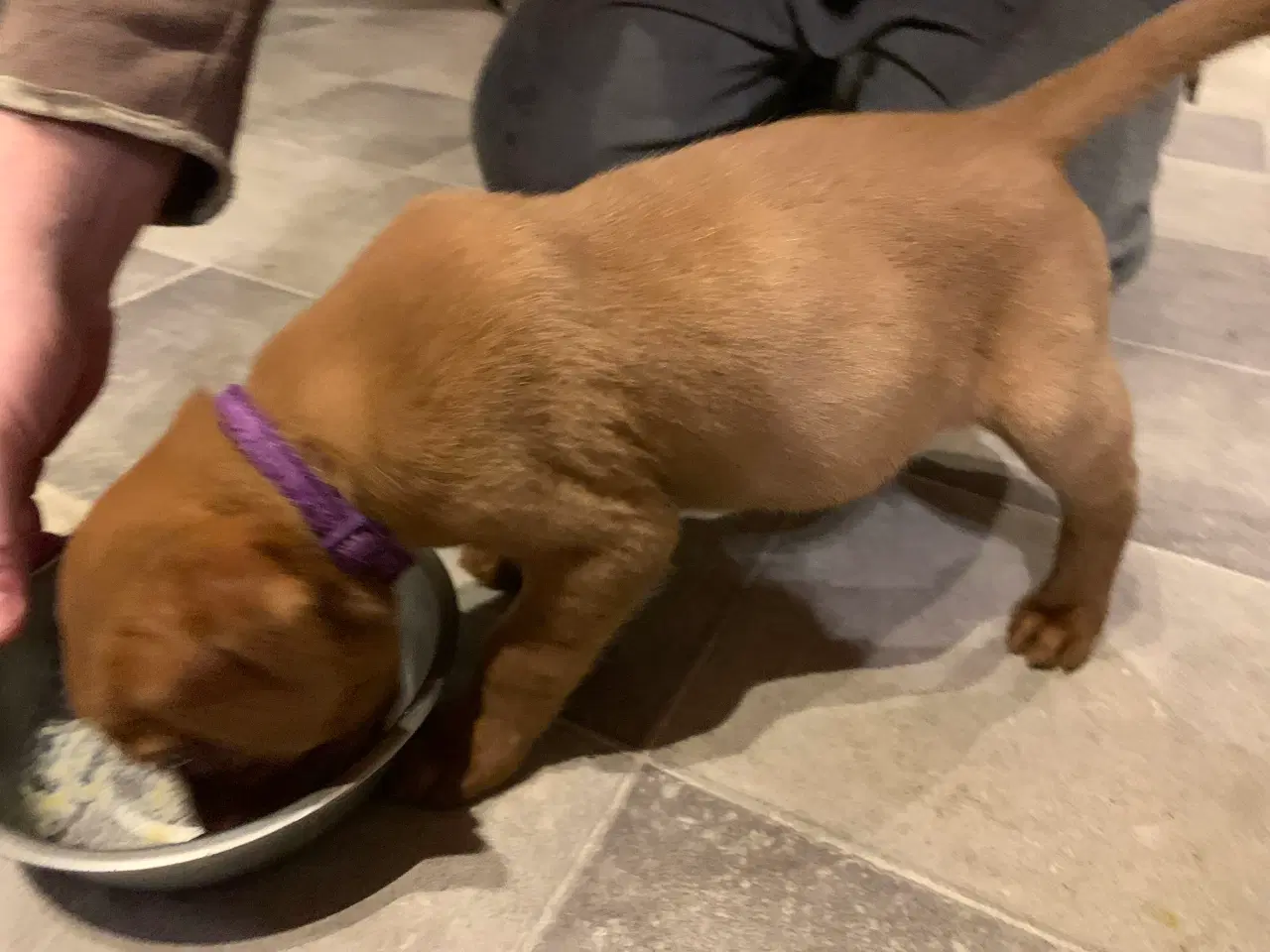 Billede 5 - Labrador hvalp klar til at flytte 