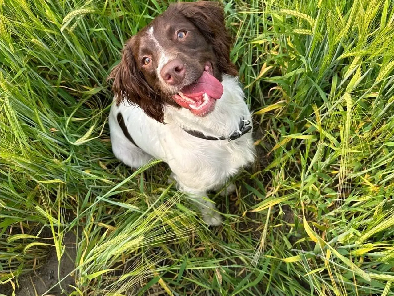 Billede 5 - Ft springer spaniels hvalpe med stamtavle 