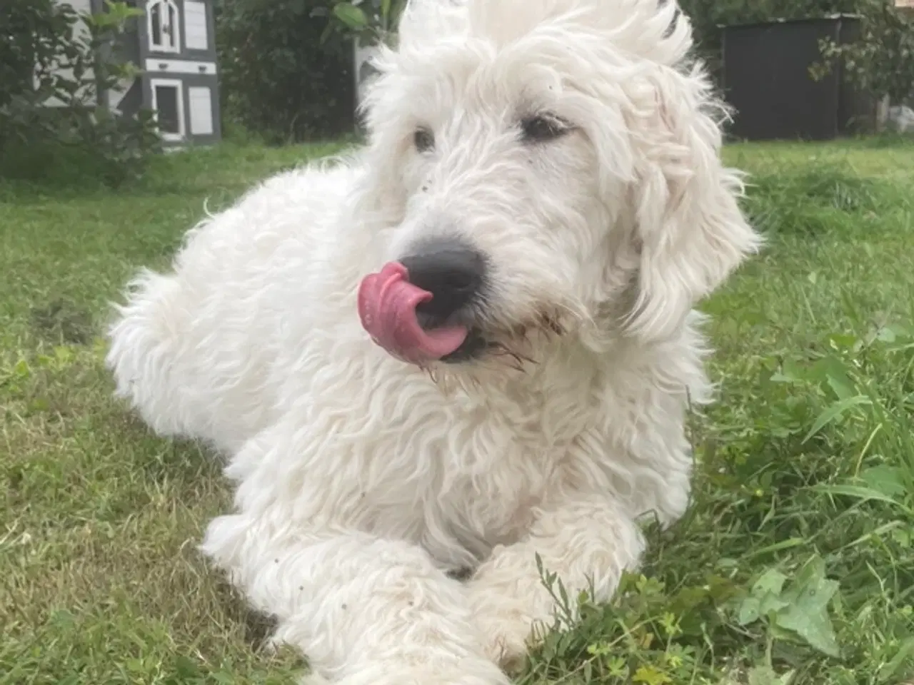 Billede 3 - Hvalpe - Goldendoodle