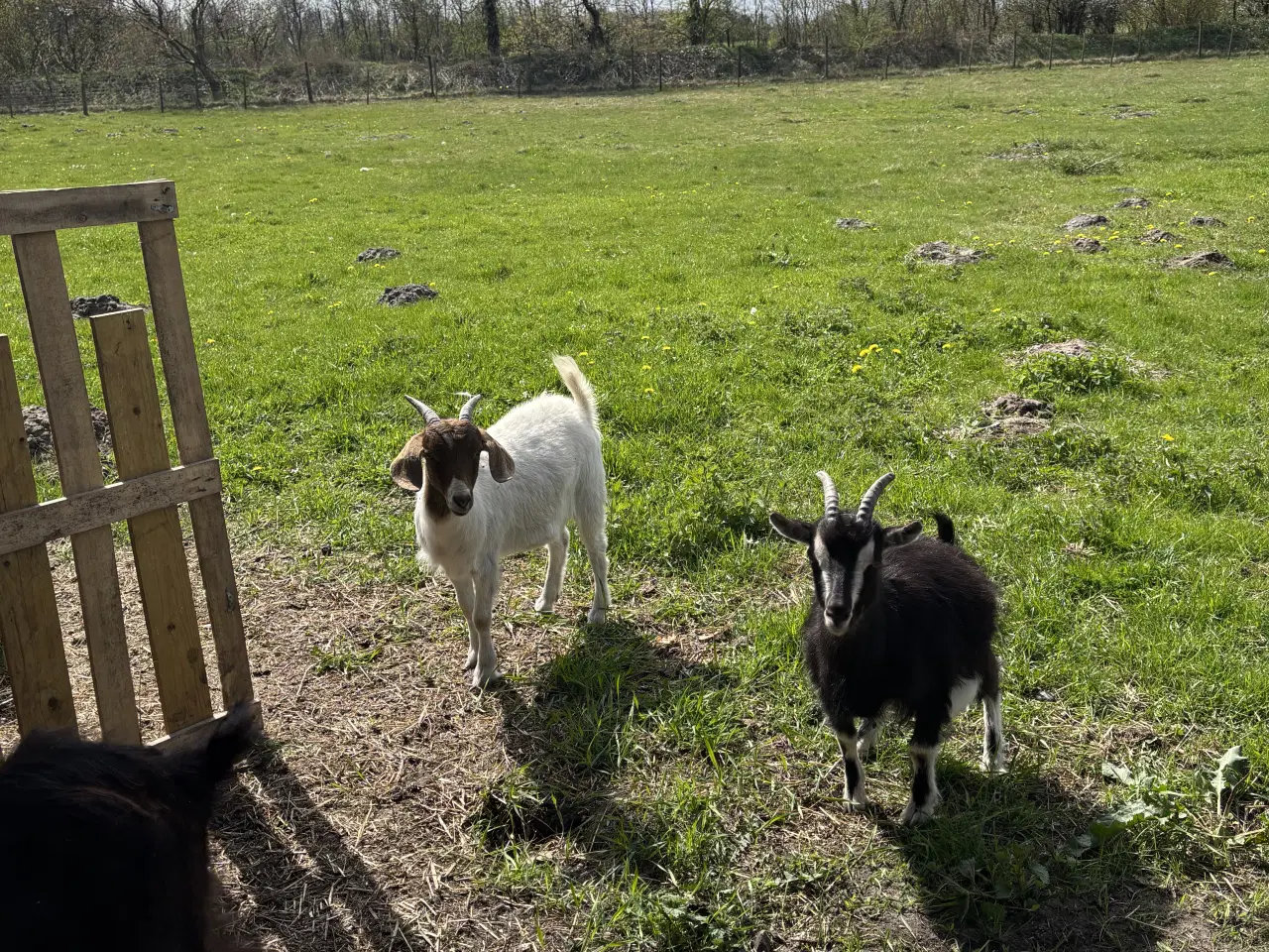 Billede 3 - Dansk Landrace