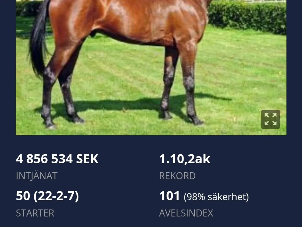 Billede 6 - 2 års hoppe 