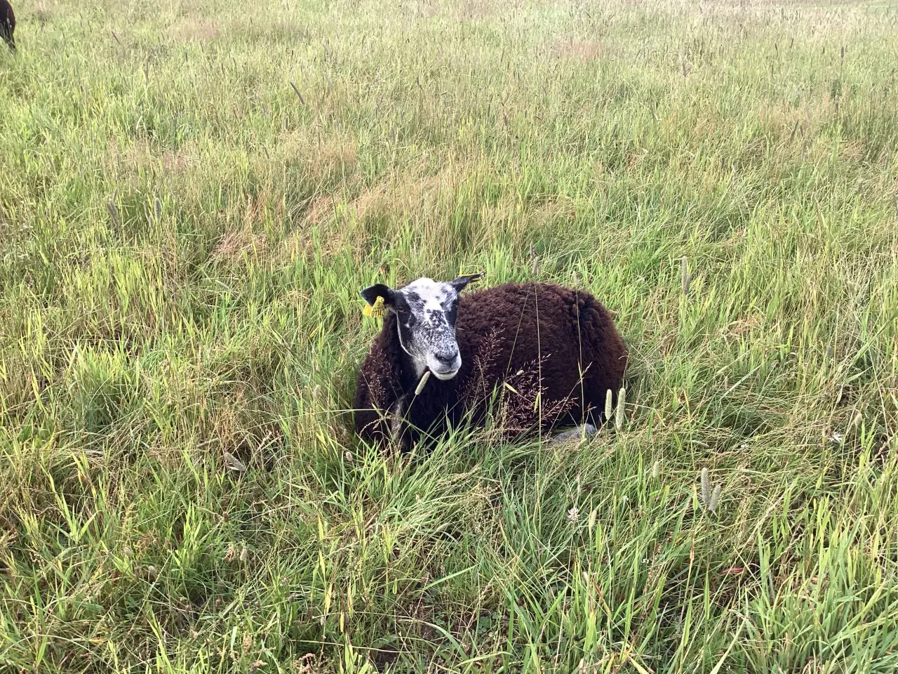 Billede 1 - Krydsningsfår, Zwartbless/Texel, 2 og 3 år. 