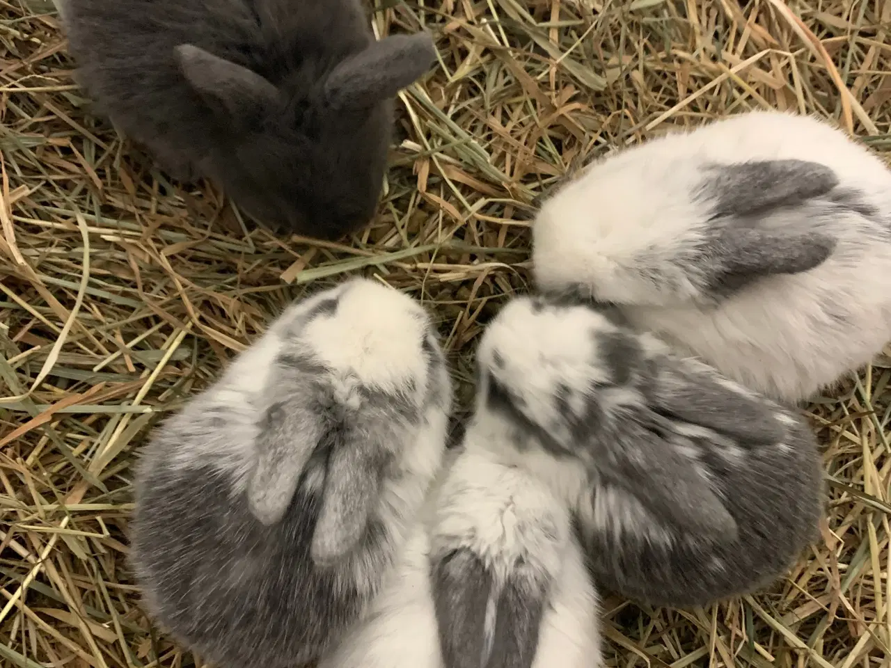 Billede 4 - Sødeste små dværg kaniner