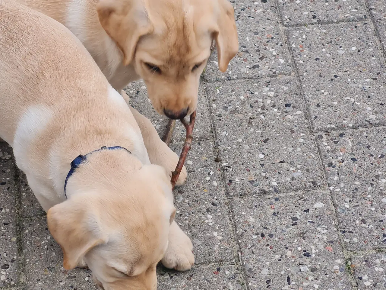 Billede 6 - Gule labrador hvalpe.