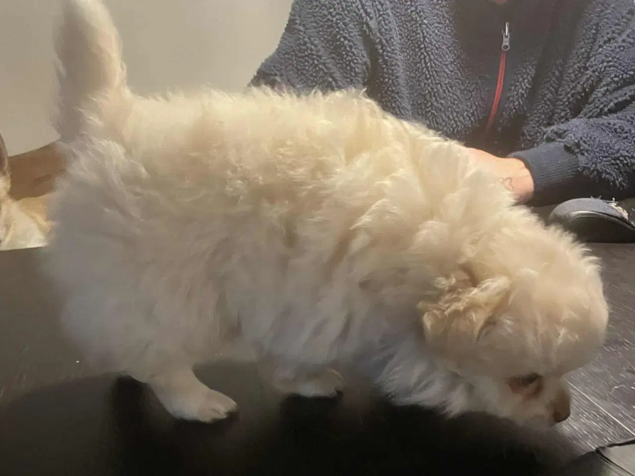 Billede 7 - Chihuahua hvalpe