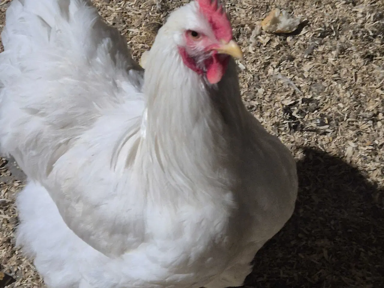 Billede 2 - Kochin haner hvid