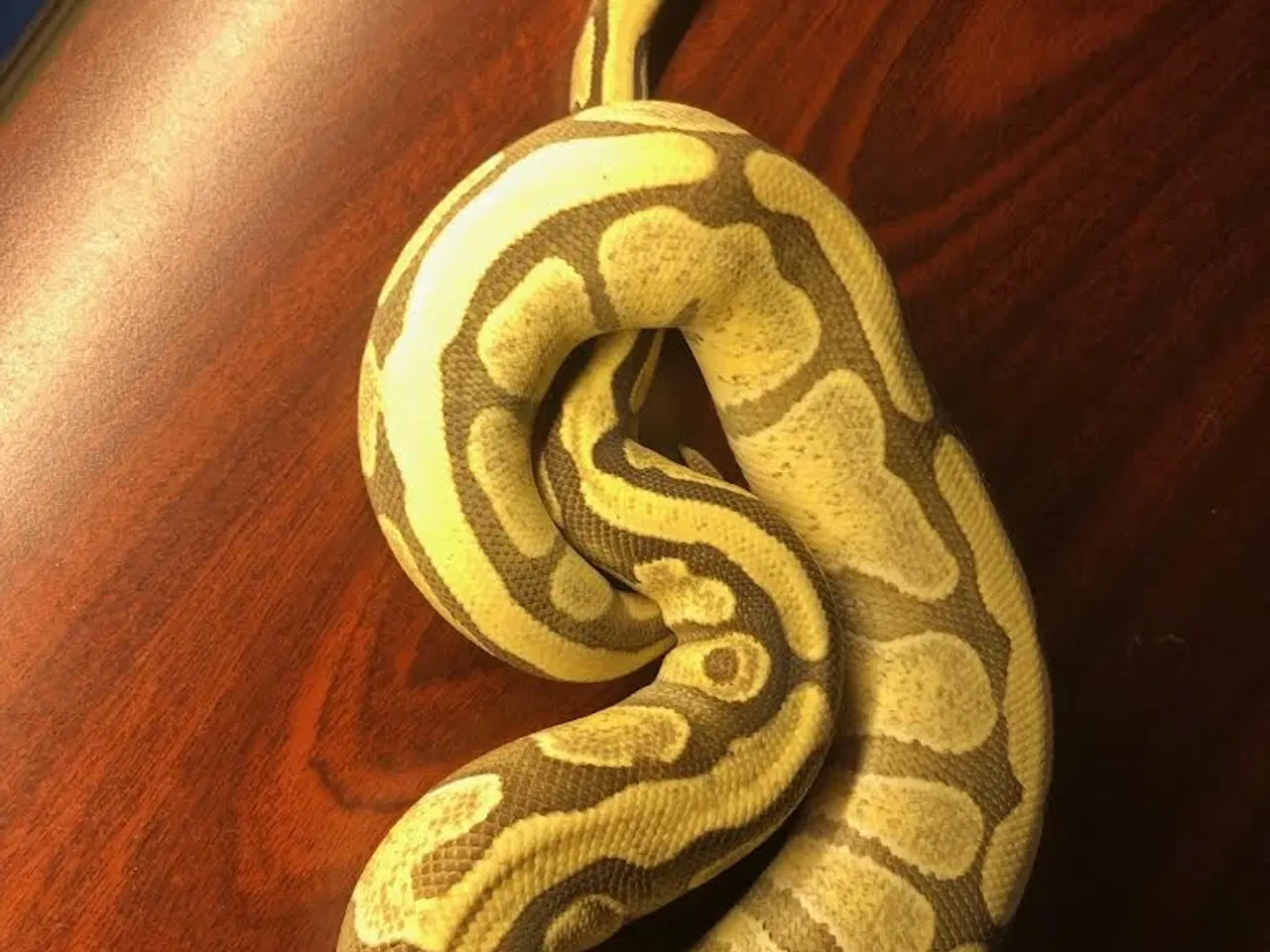 Billede 1 - 0,1  Enchi Spector Desert Ghost 50% Het amur 700 g