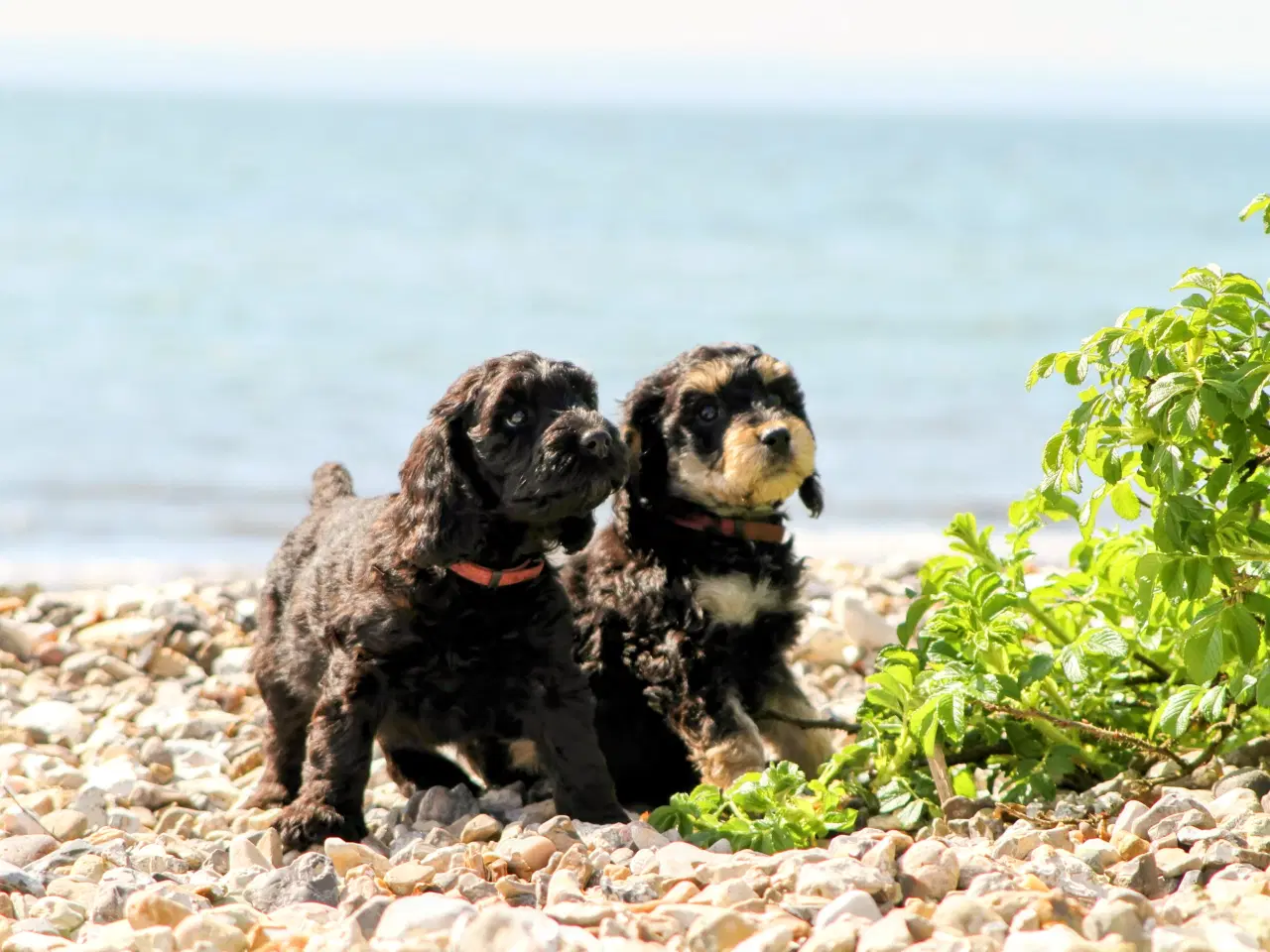 Billede 8 - cockerdoodle, cockerpoo, doodle