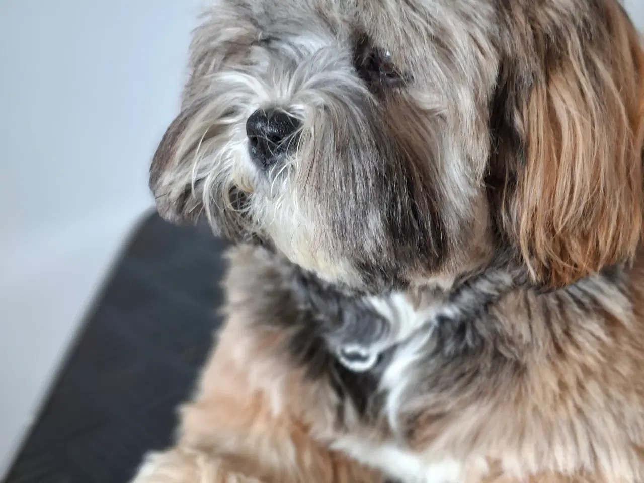 Billede 3 - Lhasa Apso han tilbydes til avl