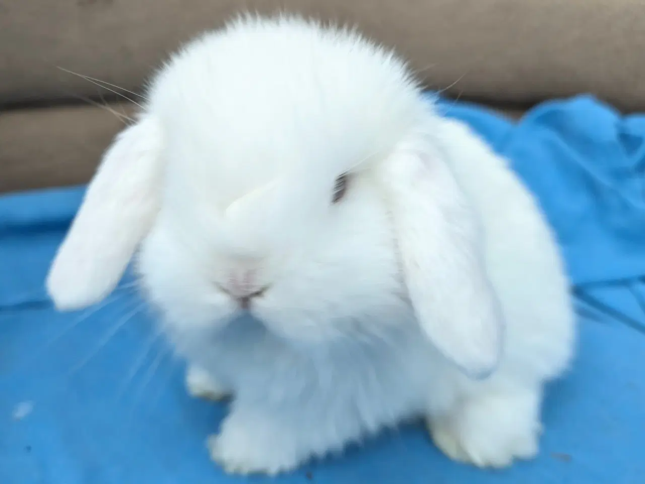 Billede 6 - Minilop kaninunge sælges