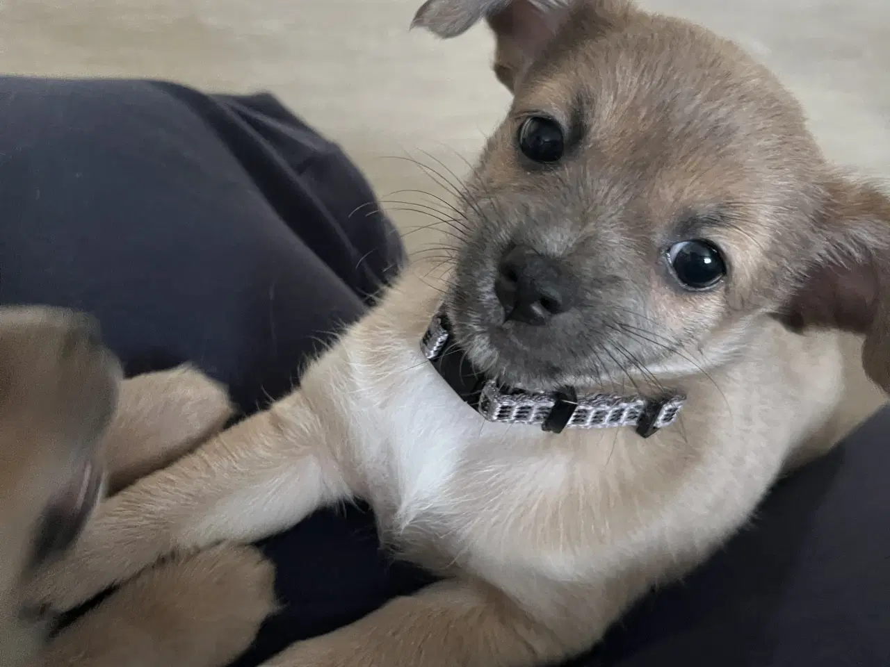 Billede 16 - Kærlighed og Charme: Skønne Pomchi-Hvalpe