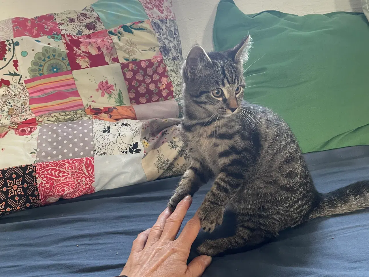 Billede 7 - 2 kattekillinger sælges samlet