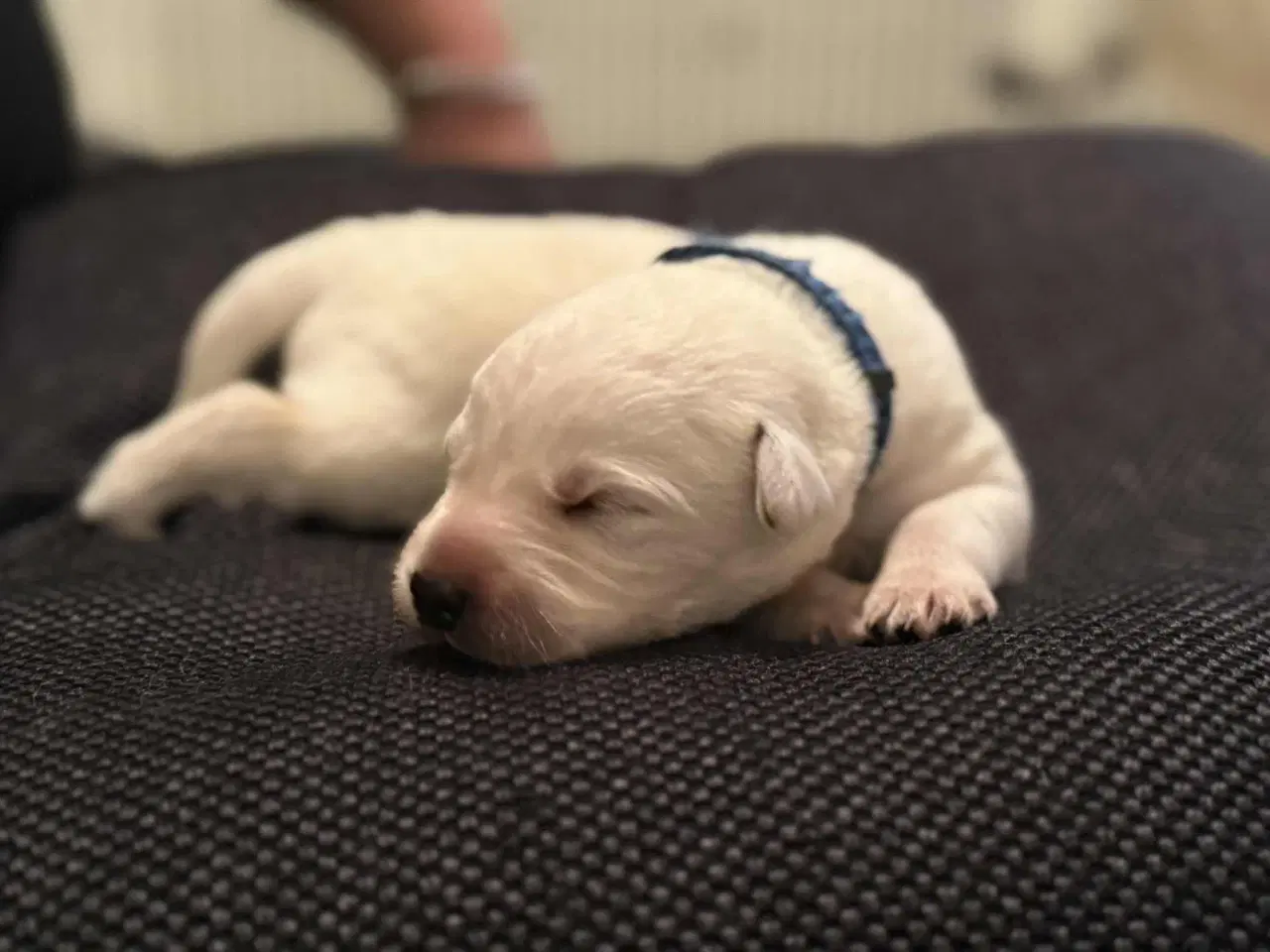 Billede 7 - Ønsker du en hund i julegave