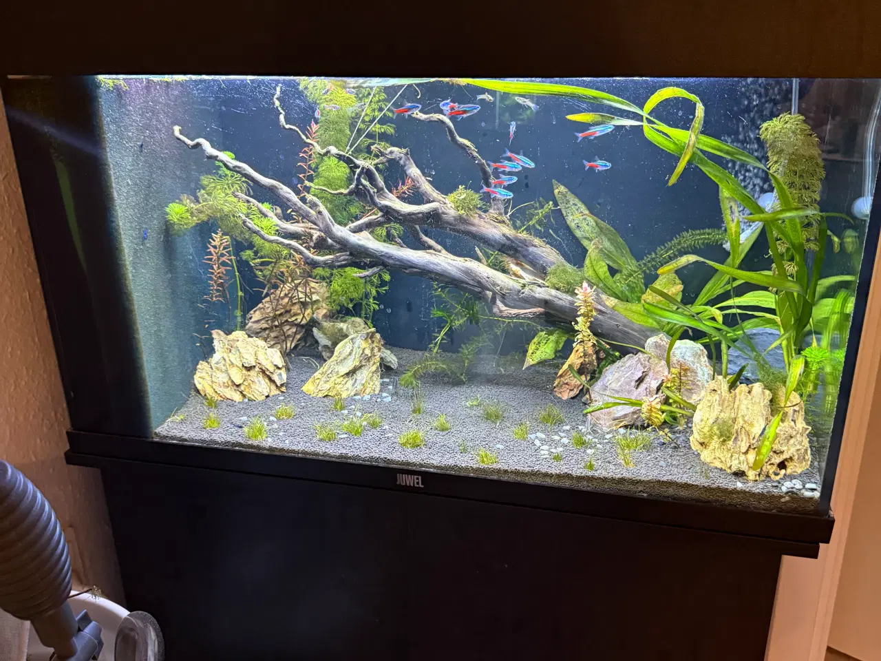 Billede 2 - 125L Juwel akvarium med skab, fisk og udstyr