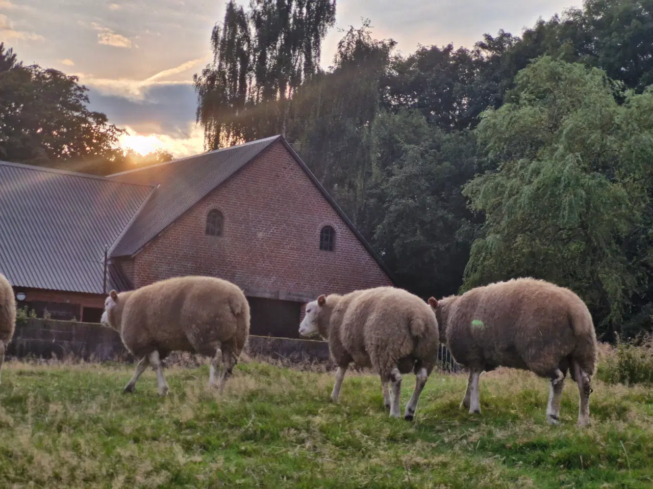 Billede 7 - Texel lam årgang 2024