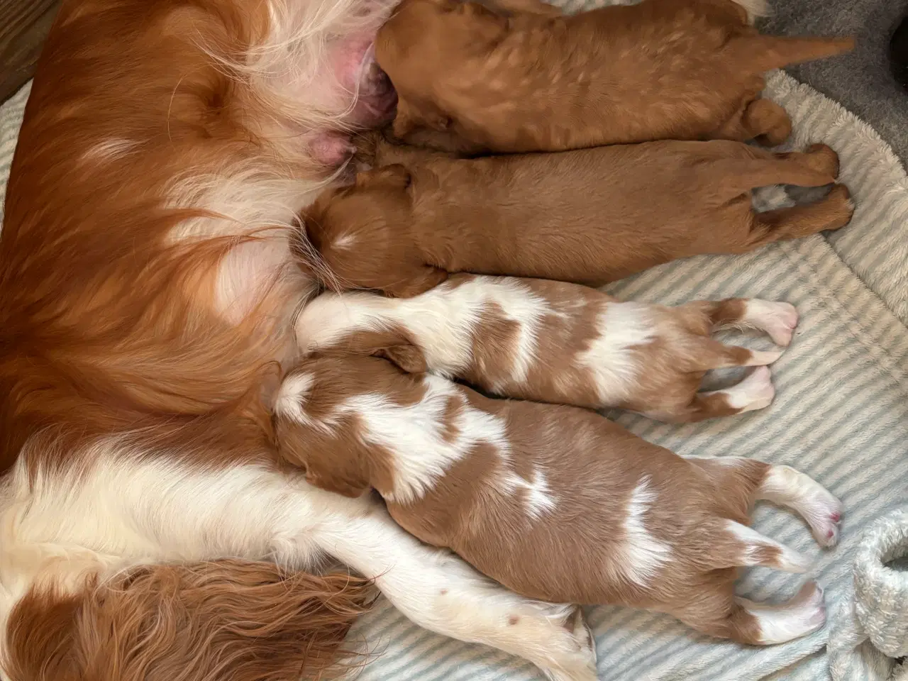 Billede 2 - Cavalier King Charles spaniel hvalpe 