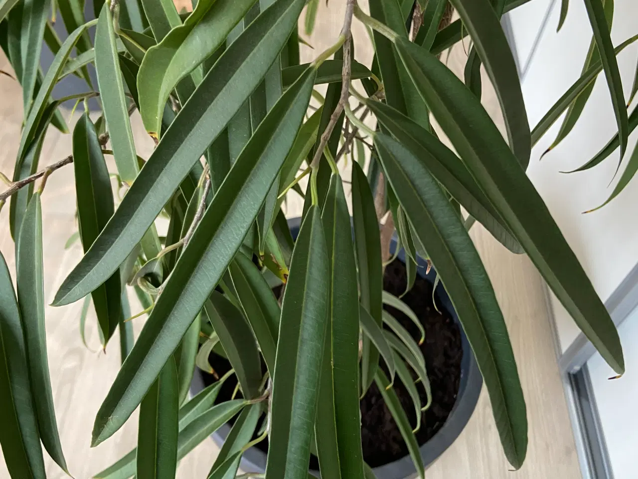 Billede 2 - ficus alii Plante 150cm