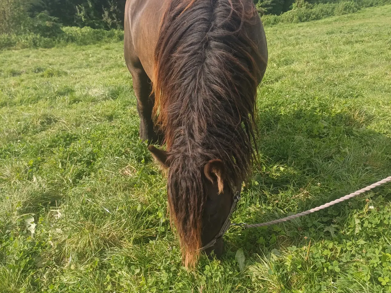 Billede 17 - Jysk hest, 2 års hingst