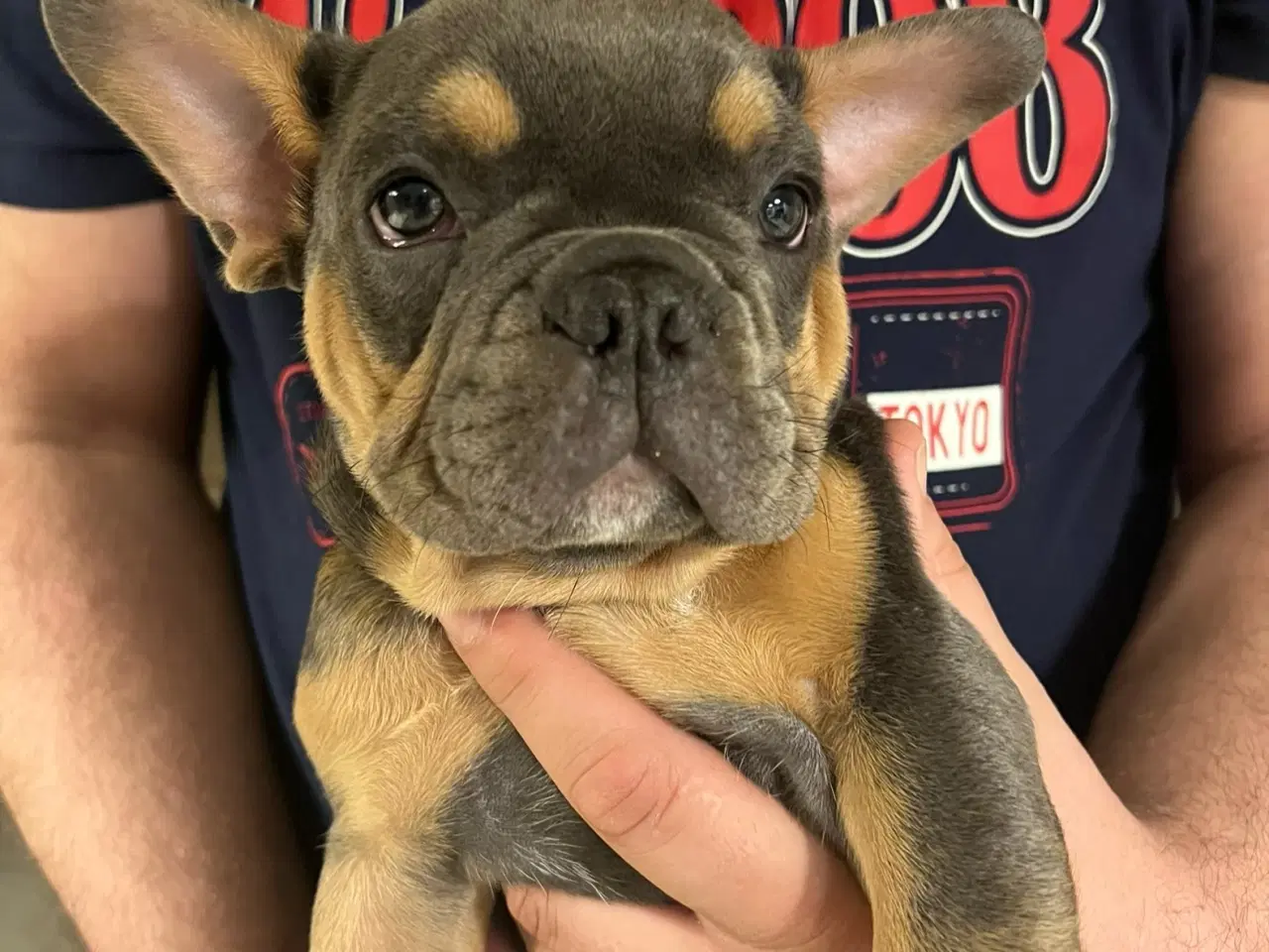Billede 4 - Fransk bulldog han med tavle