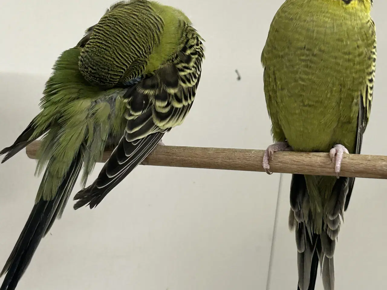 Billede 2 - Blackface undulater 