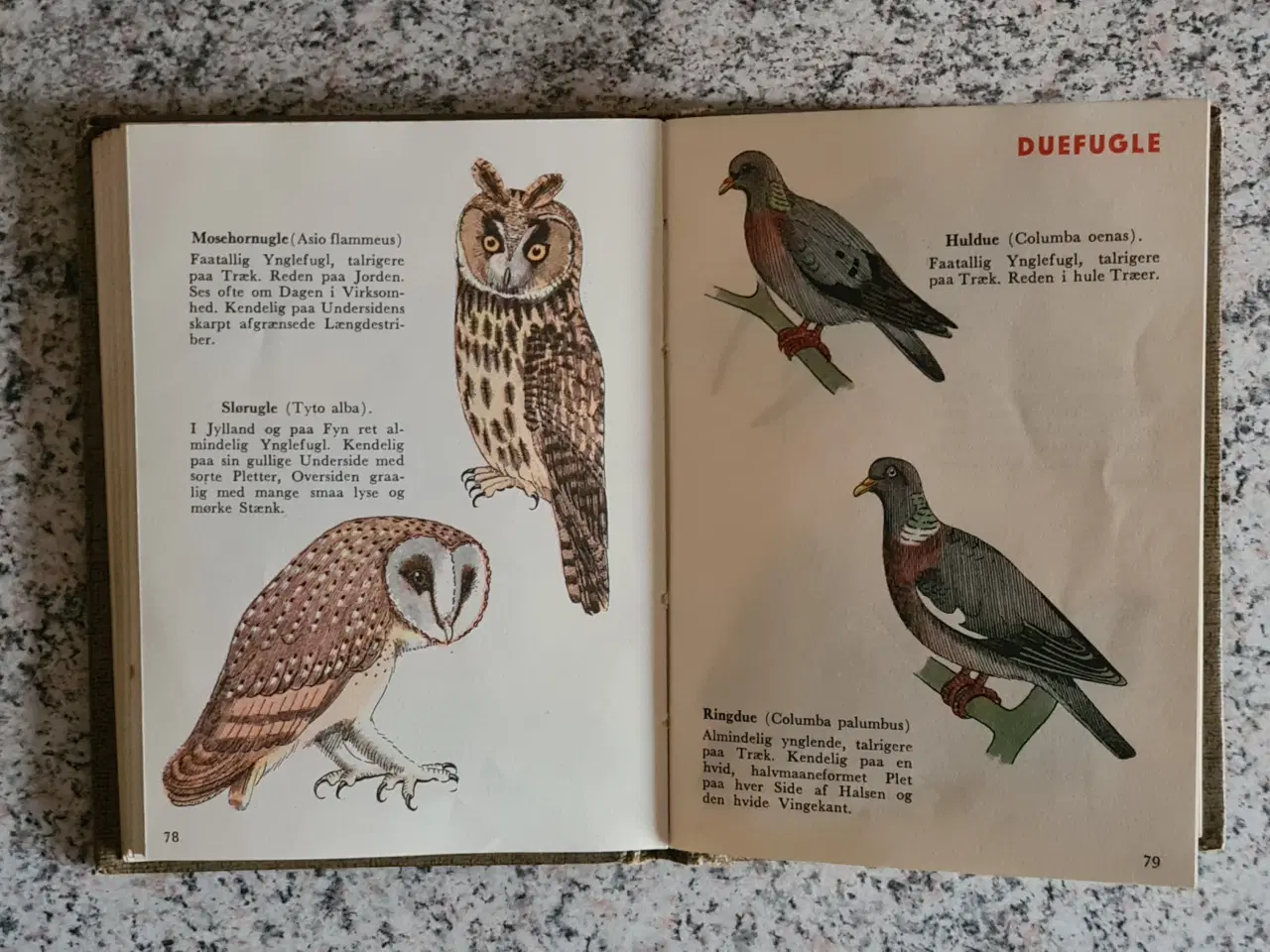 Billede 4 - Fugle Atlas over danske fugle