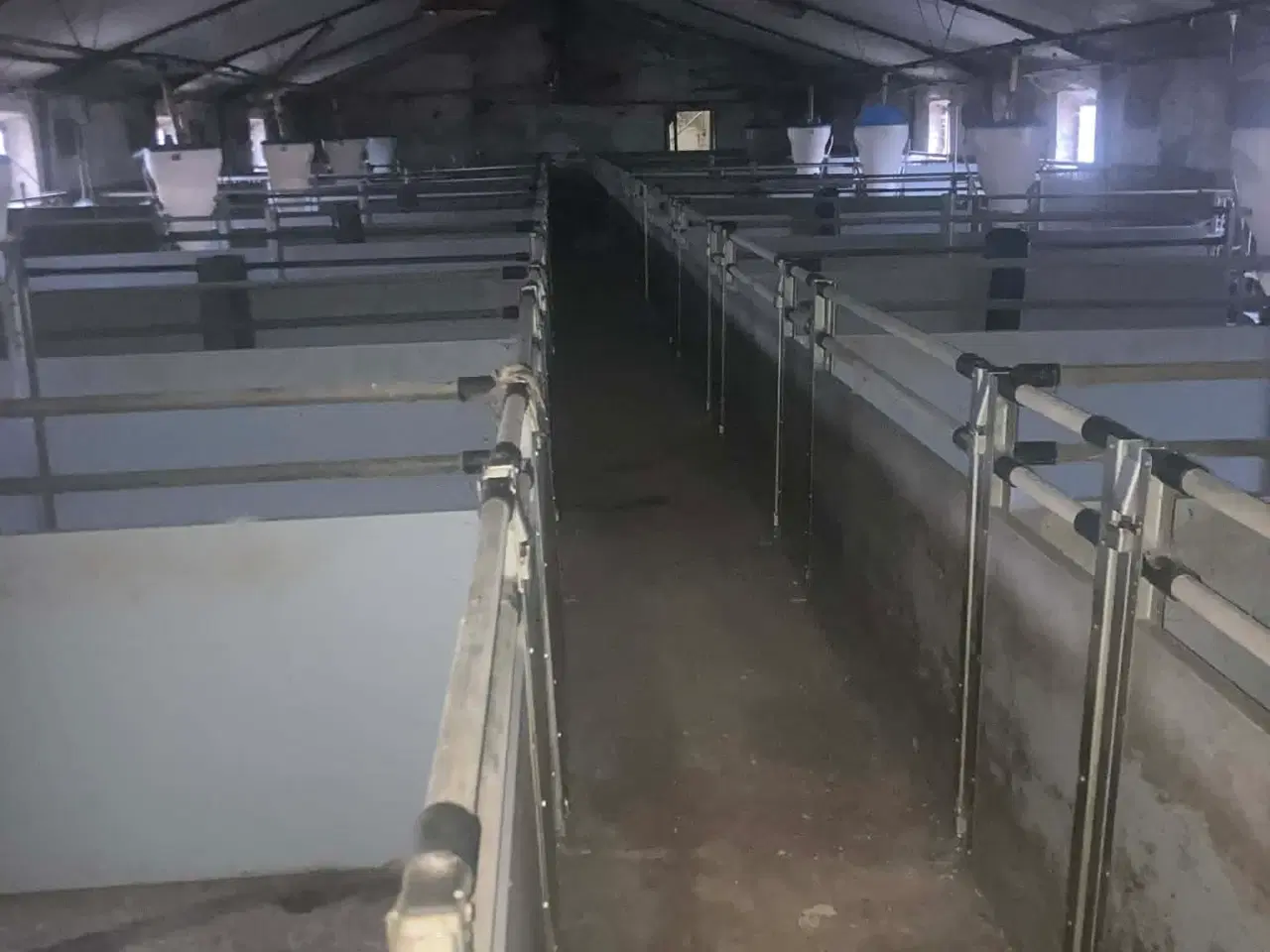 Billede 1 - Slagtesvine Stier Sælges