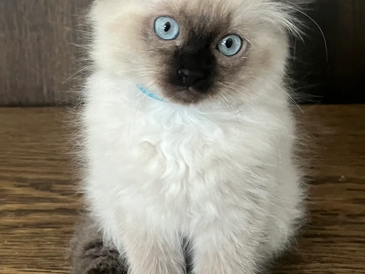 Billede 6 - Hellig Birma/Ragdoll inde katte 