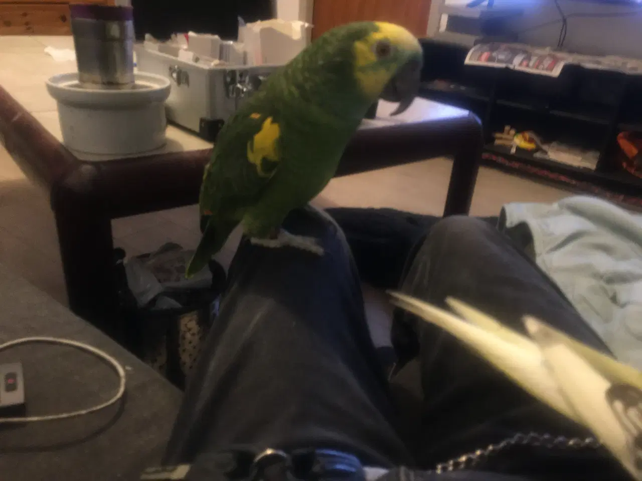 Billede 4 - Amazone papegøje 