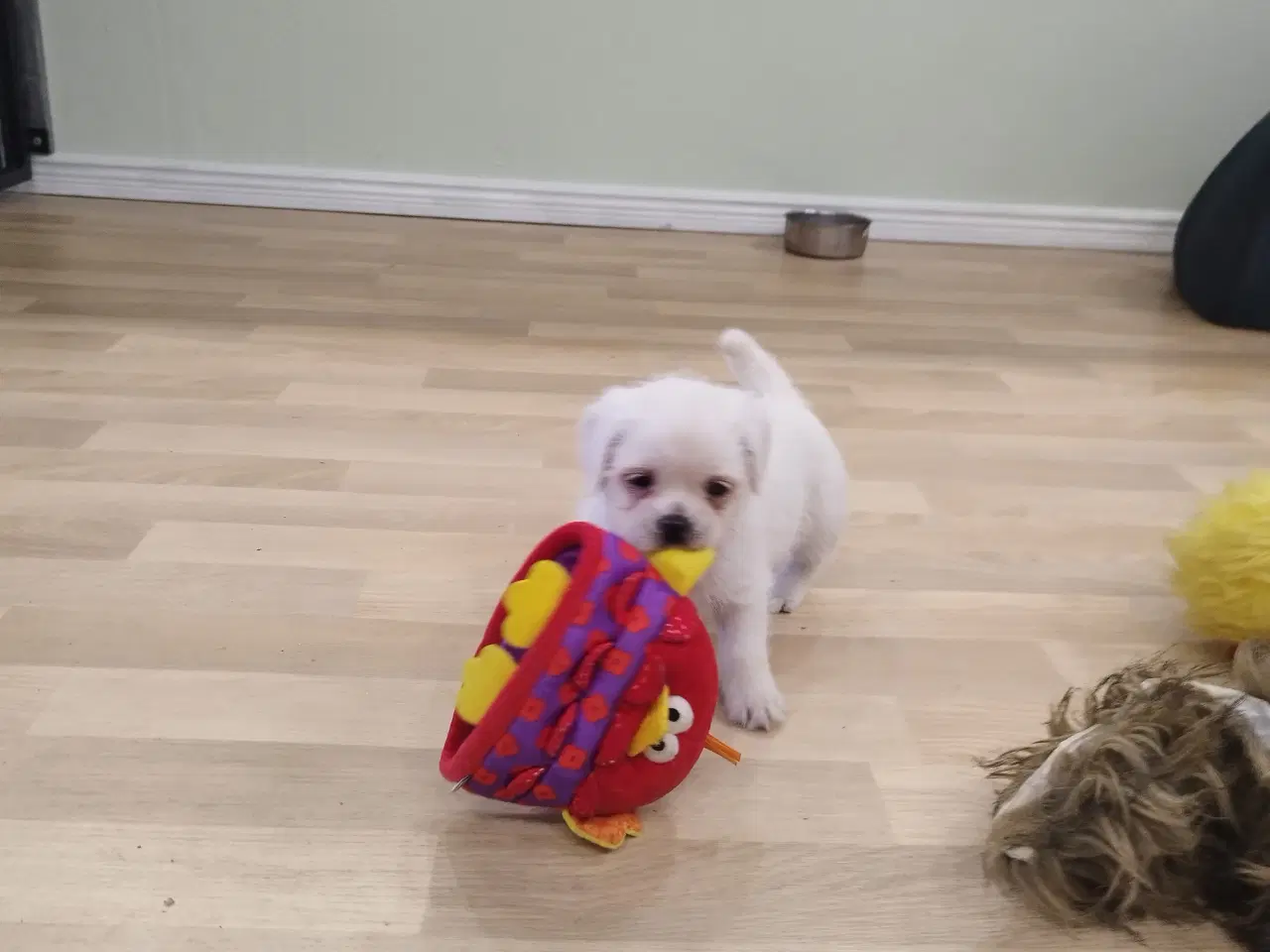 Billede 3 - Mops/Coton de Tulear hvalpe 