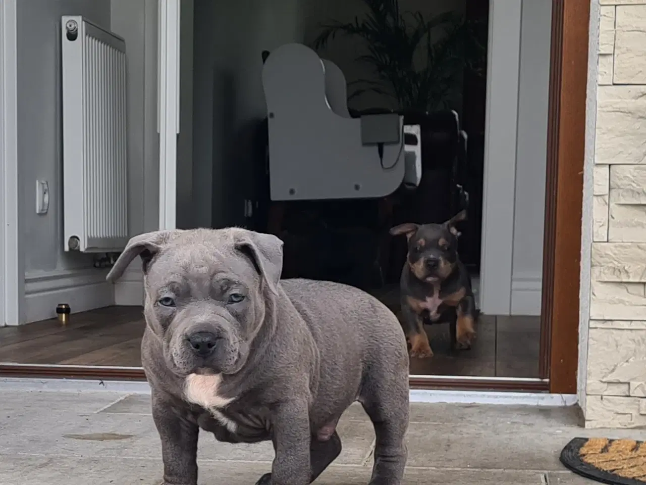 Billede 4 - American Bully Pocket Dreng Blå 