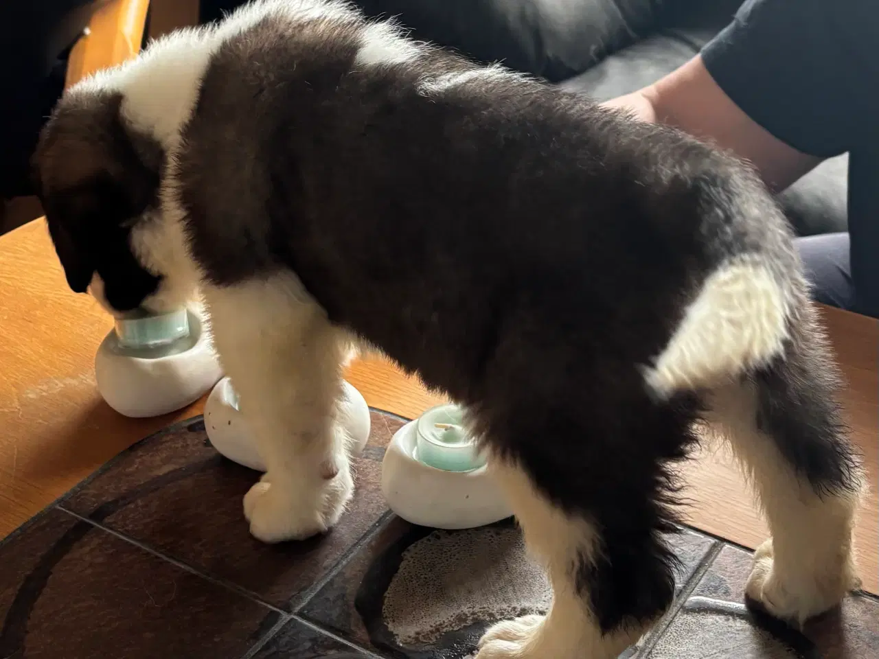 Billede 3 - Kort håret Sankt Bernhard hvalpe