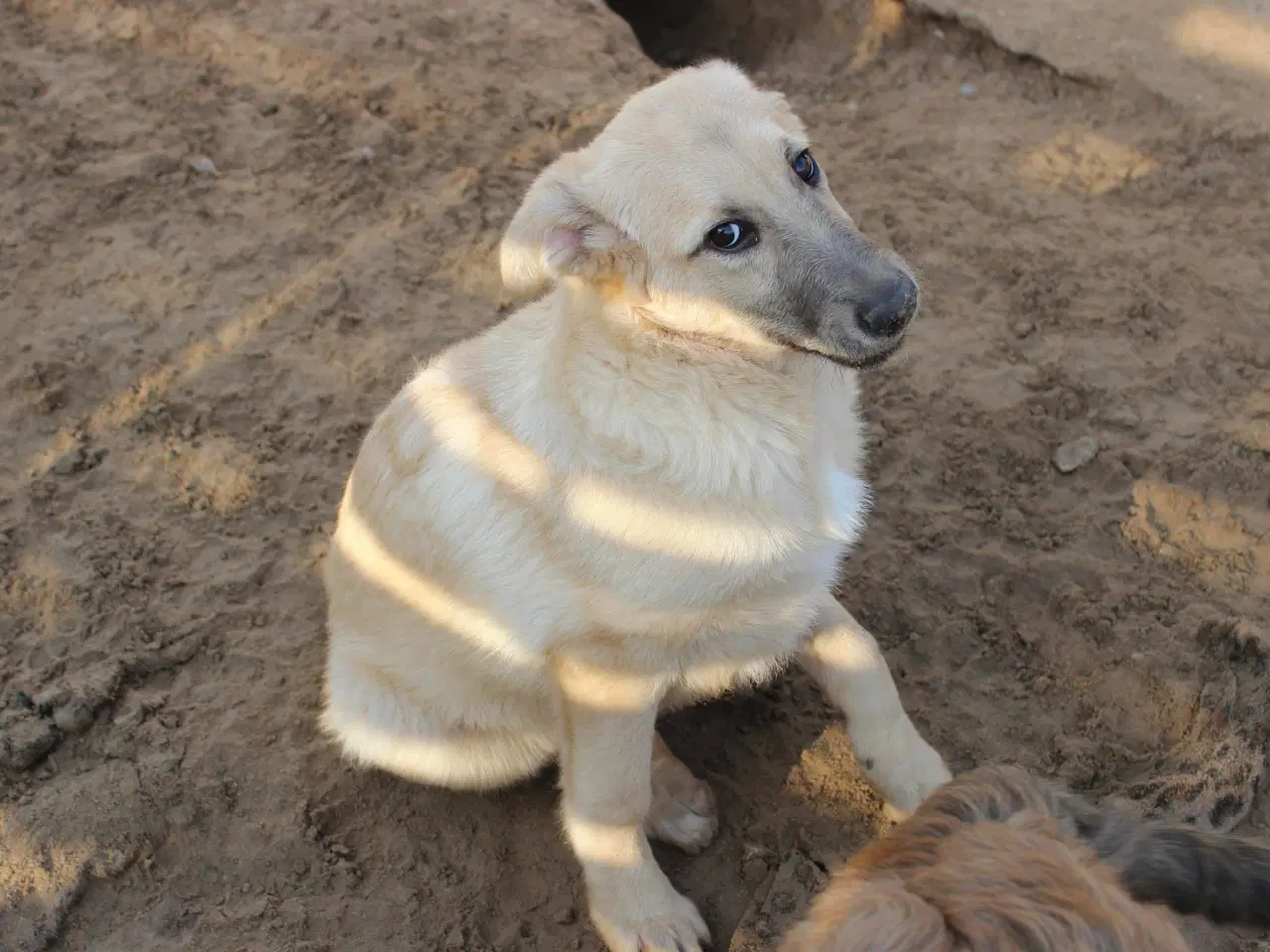 Billede 9 - Missy (blandingshund / gadehund)