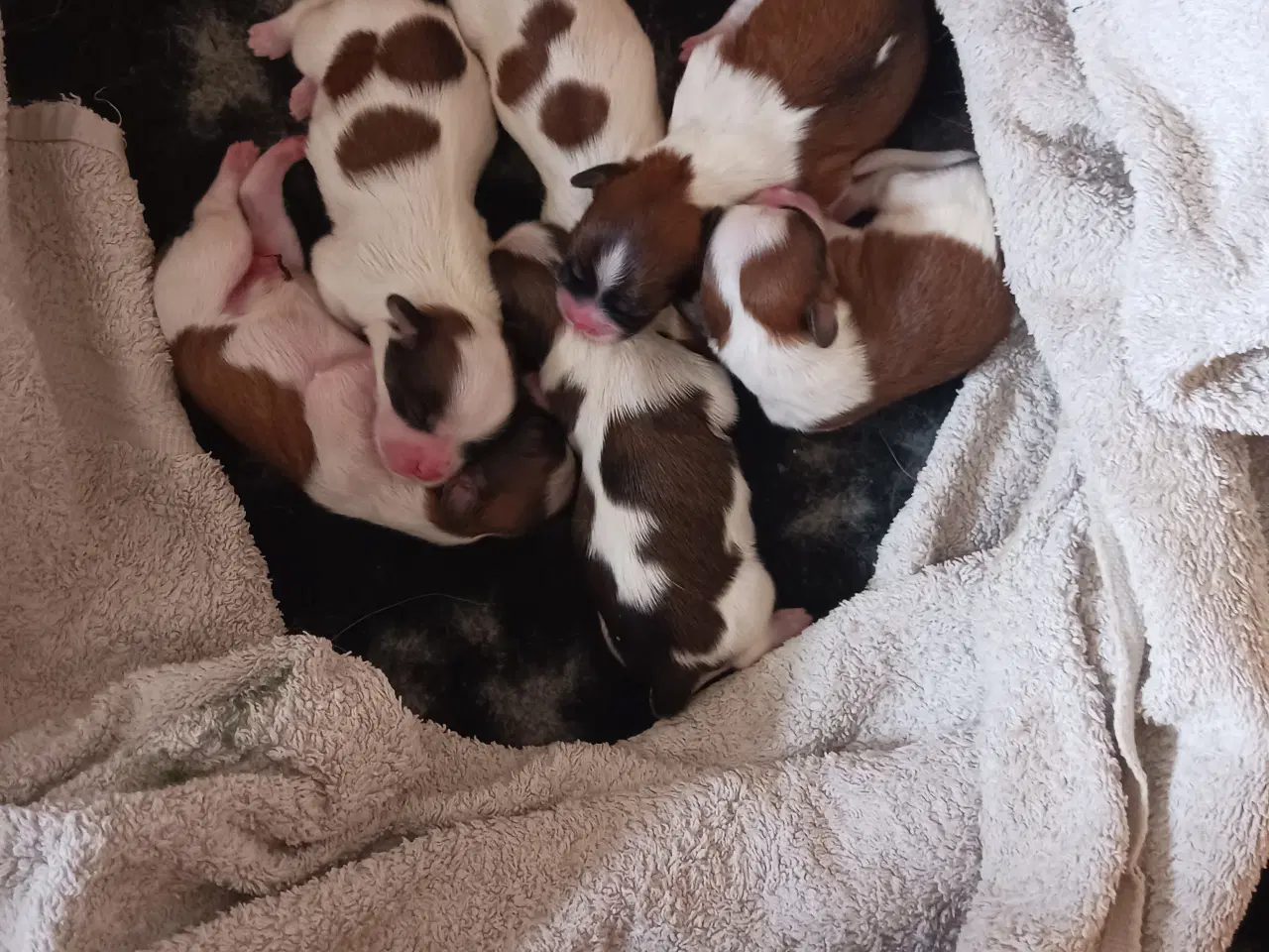 Billede 1 - Lhasa apso/sitzu 