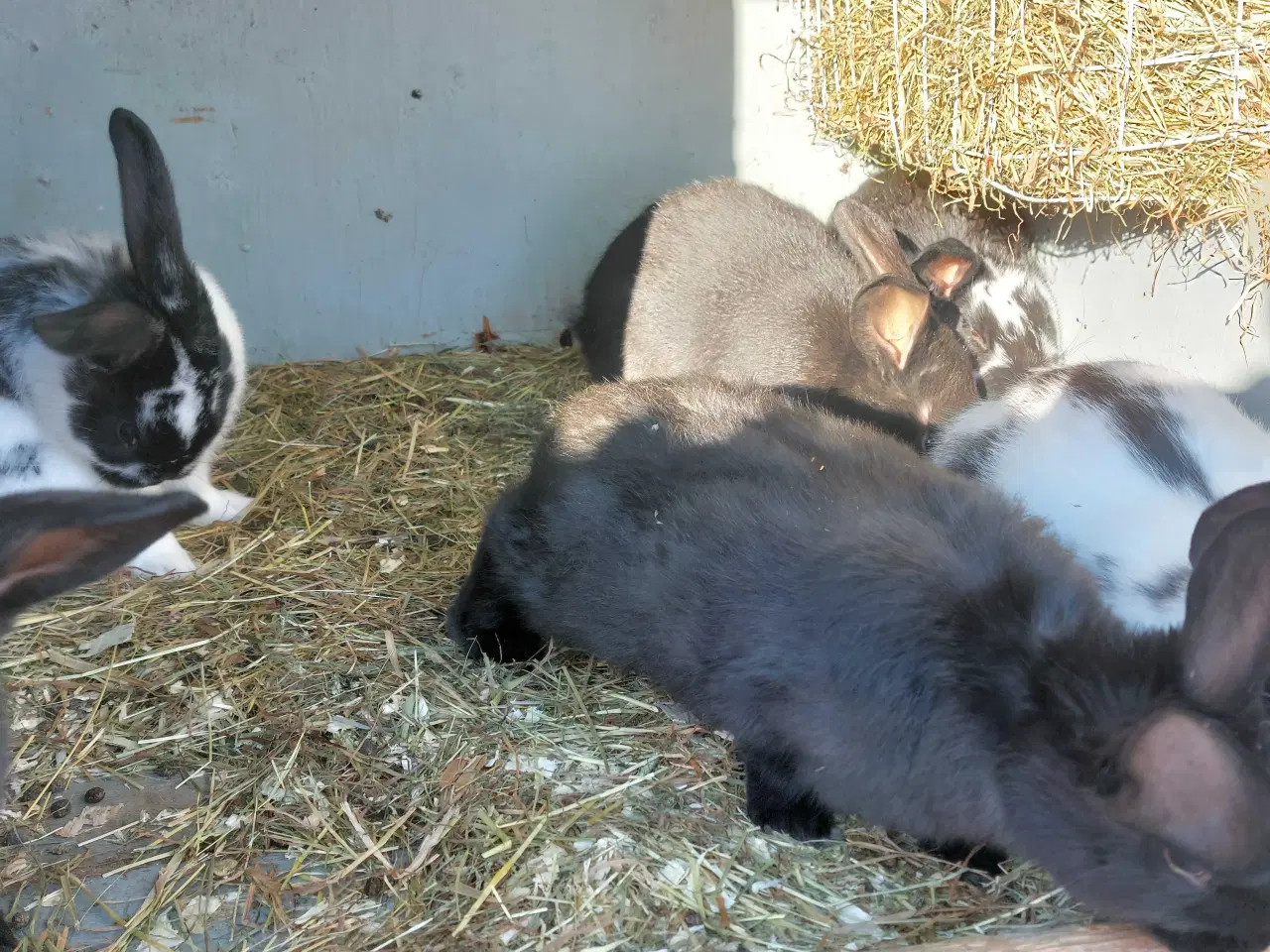 Billede 7 - Kanin til salg 