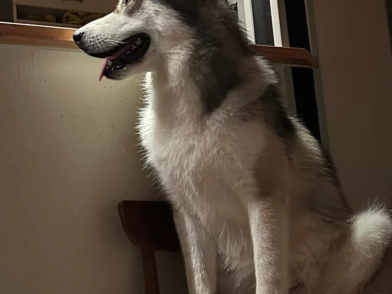 Billede 6 - Alaskan malamute 2 år