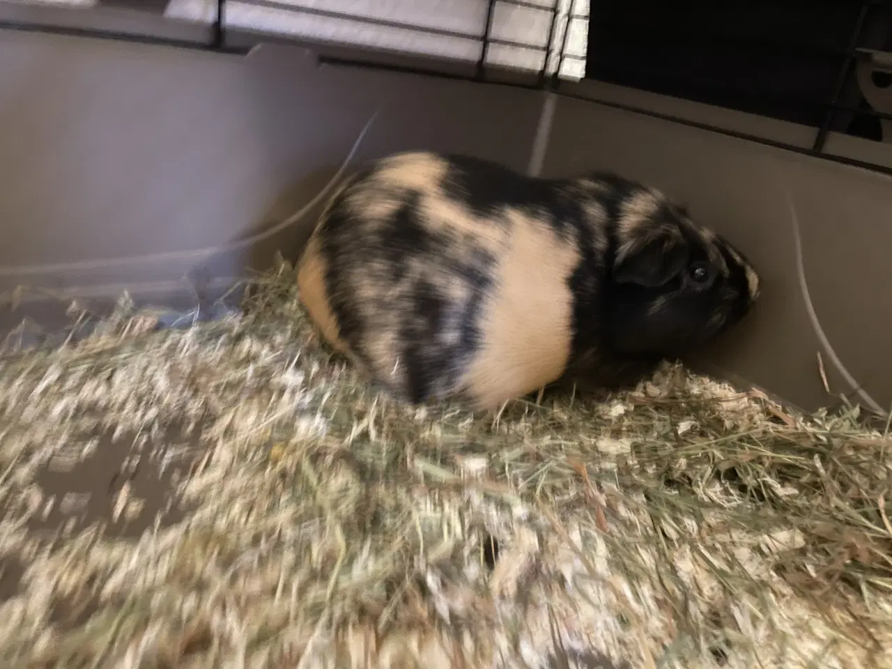 Billede 3 - 2 hun marsvin 