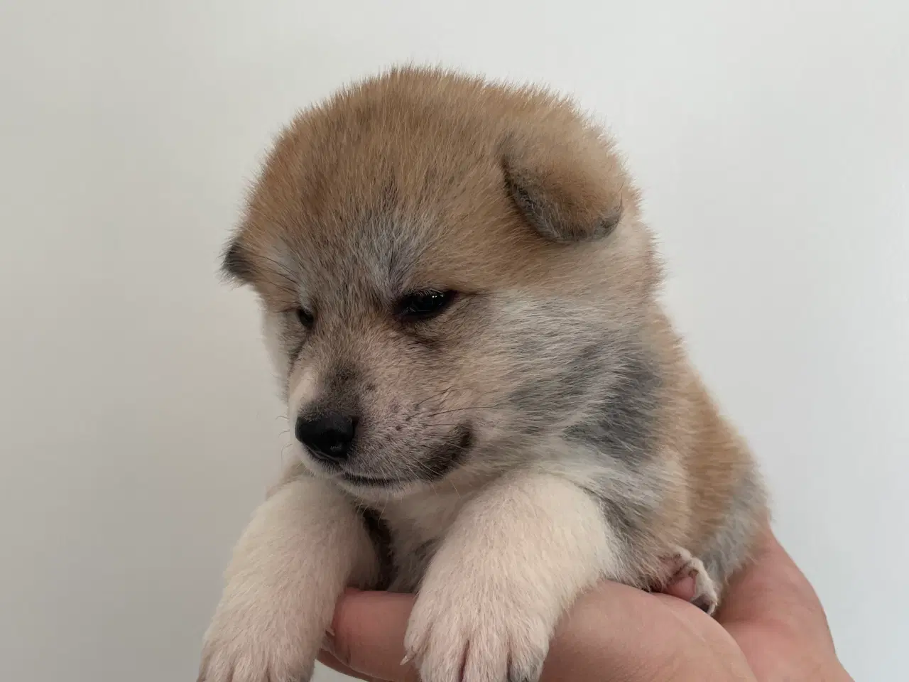 Billede 14 - Akita Inu hvalpe