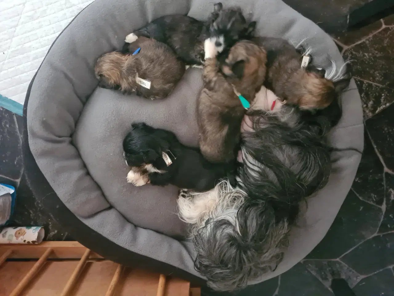 Billede 2 - ægte Lhasa Apso hvalpe 