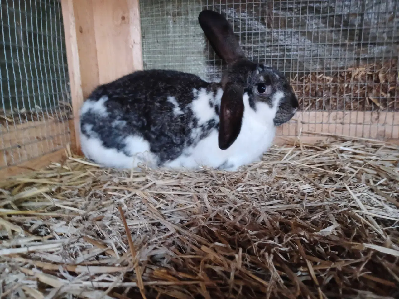 Billede 1 - Fransk vædder blandings hun 